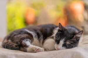 So schlafen Katzen am liebsten: auf der linken Seite.