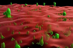 3D-Rekonstruktion eines Mikroskopbildes: Rot ist die Membran und Grün verklumptes Prionprotein. (c) AG Tatzelt