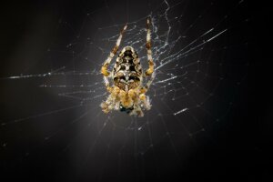 Eine Spinne ruht auf ihrem Netz. © Roberto Schirdewahn
