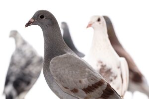 Tauben sind fleißig, intelligent und evolutionär weit entfernt vom Menschen. Diese Kombination macht sie für die Forschung des Bochumer Teams besonders interessant. (C) Roberto Schirdewahn