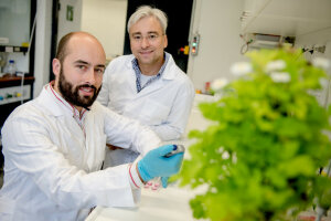  Prof. Dr. Dietmar Fischer (hinten) und sein Mitarbeiter Dr. Philipp Gobrecht wollen aus einem Inhaltsstoff des Mutterkrauts ein Medikament entwickeln. (c) RUB/Marquard