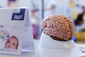 2026 präsentiert der SFB 1280 „Extinktionslernen“ als Partner des Brain Day seine Forschung zu den Themen Lernen, Vergessen und Erinnern. (c) SFB 874/Susanne Troll