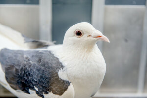 The picture shows a close-up of a white pigeon with gray wings.The avian brain is smaller than that of many mammals, but just as capable.  © RUB, Marquard